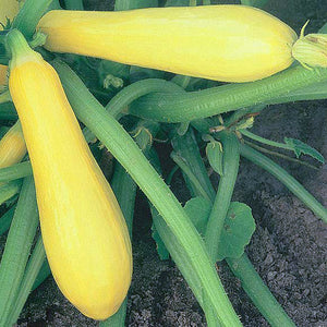 EVERGLADE - Variety Squash  Syngenta Vegetable Seeds US
